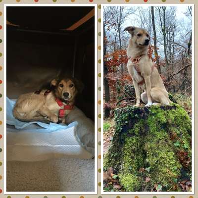 Trockenfutter von The Goodstuff-Beitrag-Bild