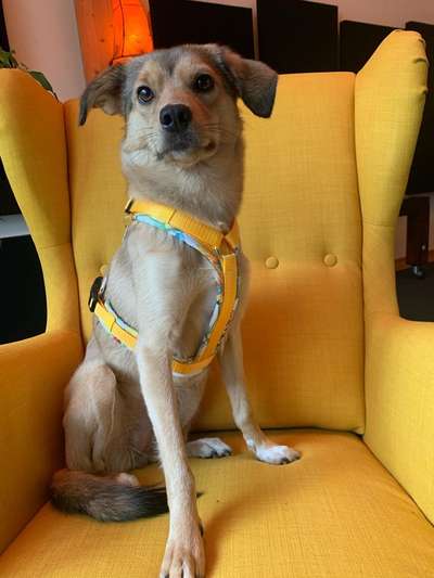 Mischlinge raten - Rätselspaß-Beitrag-Bild