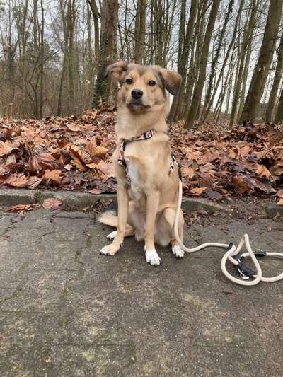 Hunde aus Griechenland-Beitrag-Bild