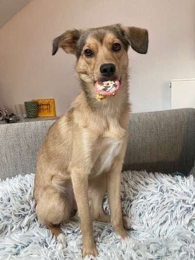 Hilfe bei der Rassebestimmung-Beitrag-Bild