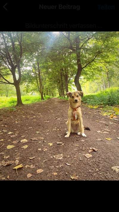 Hundetreffen-Gemeinsames Spazierengehen oder oder 😊-Bild