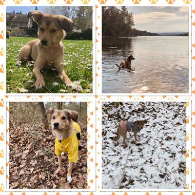 55.Fotocollagen  Challenge  4 Jahreszeiten-Beitrag-Bild