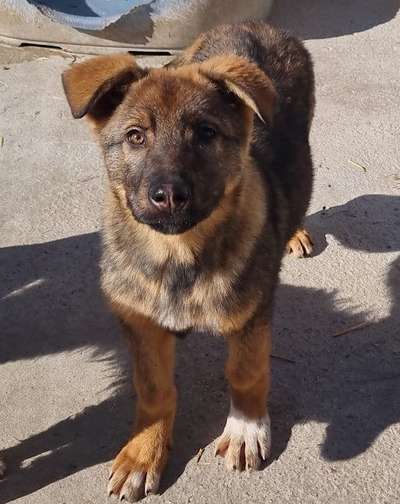 Tierschutzhunde suchen ein Zuhause-Beitrag-Bild