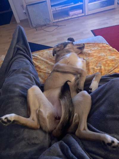 Foto Challenge Thema "Gummihund😁"-Beitrag-Bild