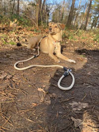 Wo sind die Mischlinge?-Beitrag-Bild