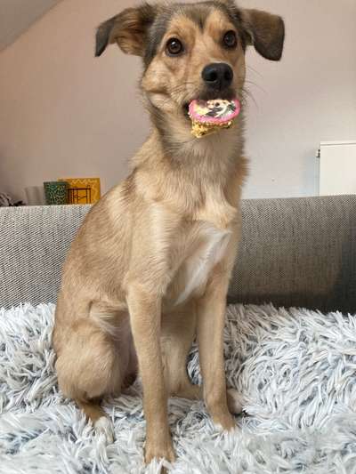 Dogorama Photo Challenge - Rund-Beitrag-Bild