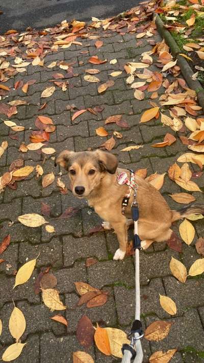 Mischlinge raten - Rätselspaß-Beitrag-Bild