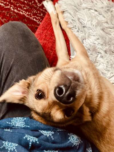 Dogorama Photo Challenge- Aufmerksamkeit bitte!-Beitrag-Bild