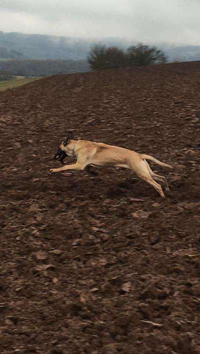 Dogorama Photo Challenge - Hunde in Action-Beitrag-Bild