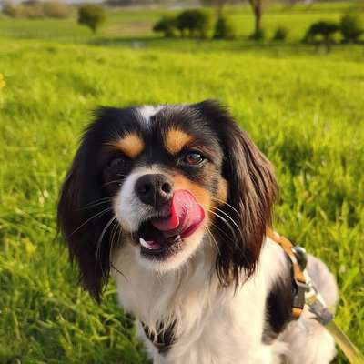 Hundetreffen-Henri sucht energiegeladene Spielfreude-Bild