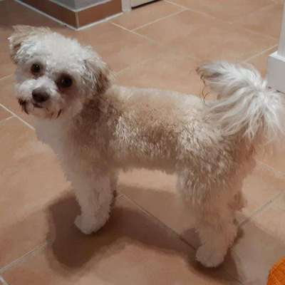 bolonka zwetna 😁-Beitrag-Bild