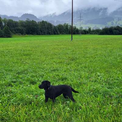 Hundetreffen-Spielen auf den Burgberger Wiesen-Bild