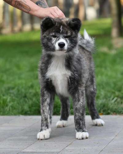 Akita Inu/American Akita (Mix) halter.-Beitrag-Bild