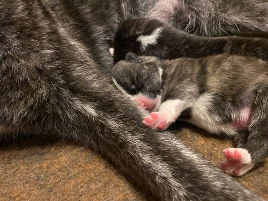 Akita Inu/American Akita (Mix) halter.-Beitrag-Bild