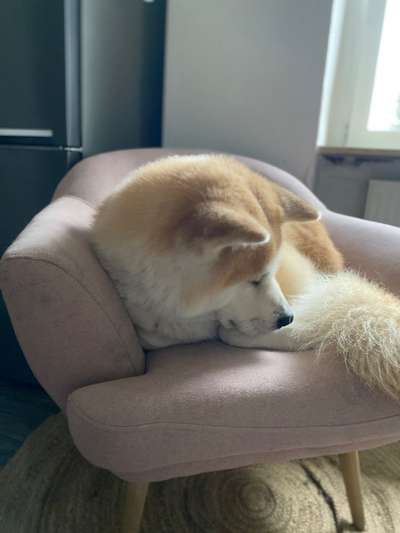 Akita Inu/American Akita (Mix) halter.-Beitrag-Bild