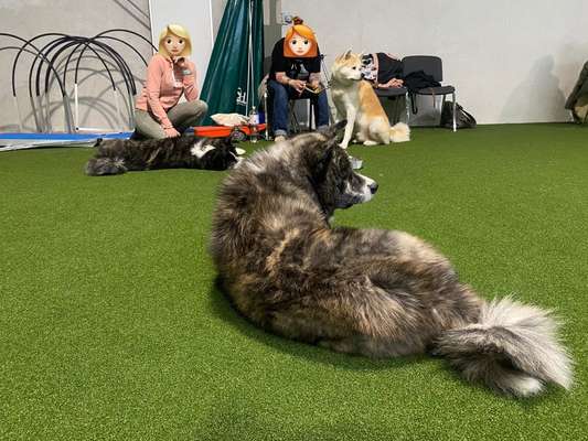 Akita Inu/American Akita (Mix) halter.-Beitrag-Bild