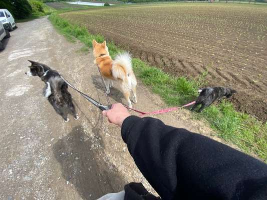 Shiba Inu und andere japanische Rassen!-Beitrag-Bild