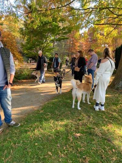 Akita Inu/American Akita (Mix) halter.-Beitrag-Bild