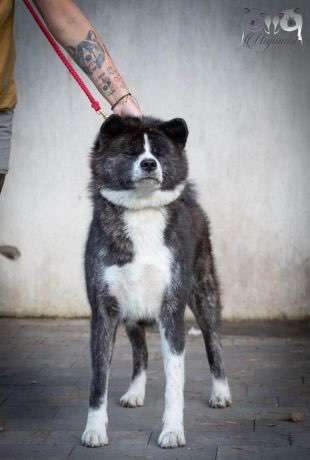Akita Inu/American Akita (Mix) halter.-Beitrag-Bild