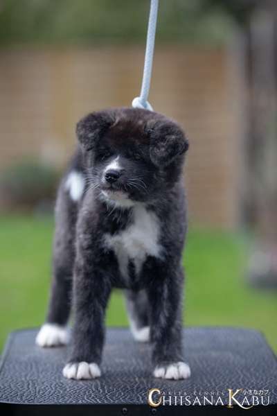 Akita Inu/American Akita (Mix) halter.-Beitrag-Bild