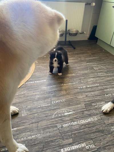 Welpen Bilder !-Beitrag-Bild