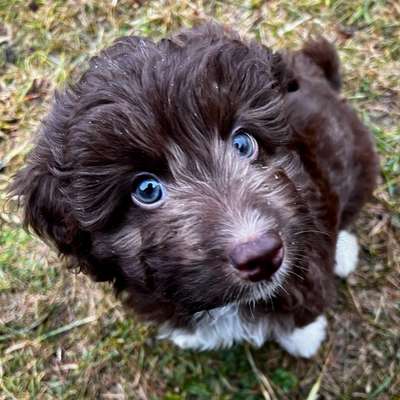 Aussiedoodles.-Beitrag-Bild