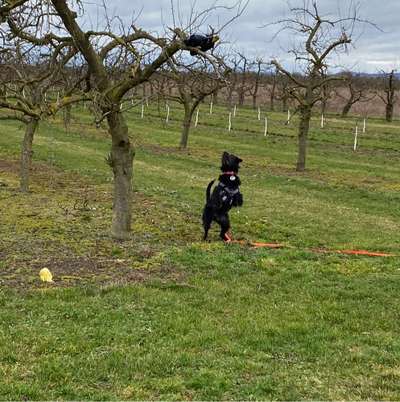 Hundetreffen-Gassi und Spielen in der Umgebung von Finthen-Bild