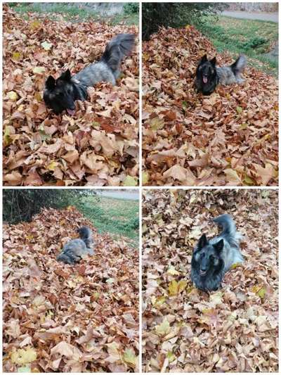 Herbst🍁-Beitrag-Bild