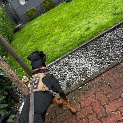 Hundetreffen-Spieltreffen-Bild