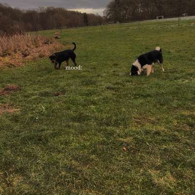 Hundetreffen-Spielen in Dötlingen und Umgebung-Bild