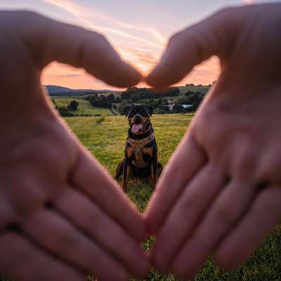 Hundetreffen-Spieltreffen-Bild