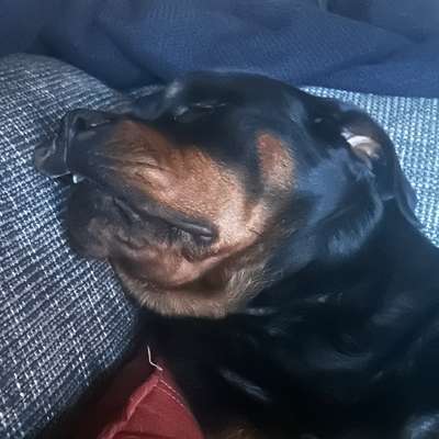 Hundetreffen-Training-Bild