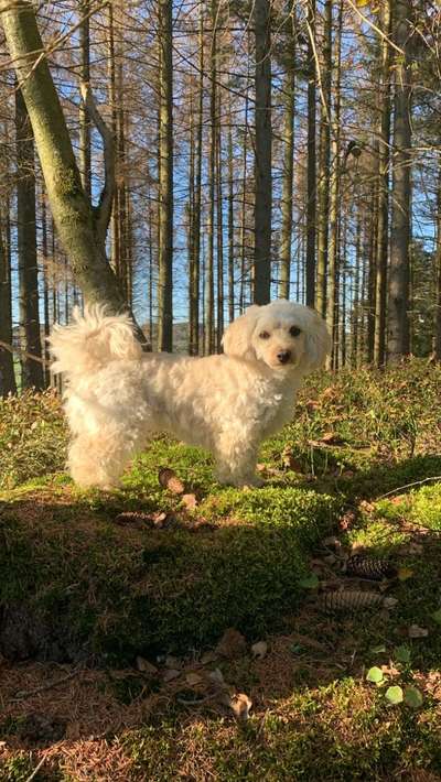 Maltipoo Freunde-Beitrag-Bild