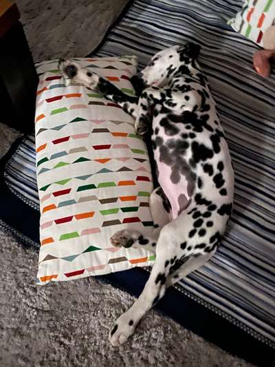 Welpen Bilder !-Beitrag-Bild