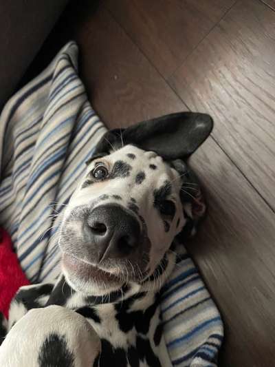 Welpen Bilder !-Beitrag-Bild