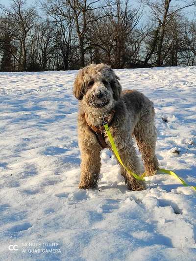 Goldendoodle?-Beitrag-Bild