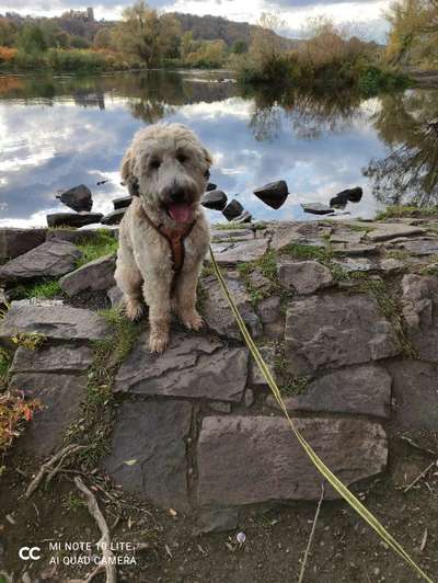 Wuschelhunde gesucht-Beitrag-Bild