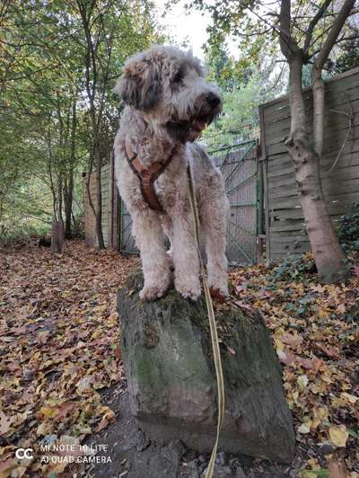 Die Dogorama Kalender Challenge Teil 1/4-Beitrag-Bild