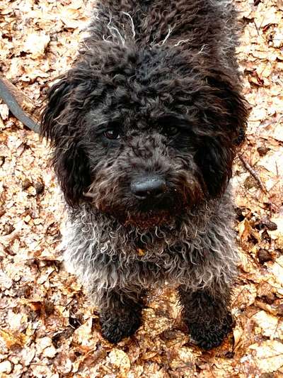 Welpen Bilder !-Beitrag-Bild