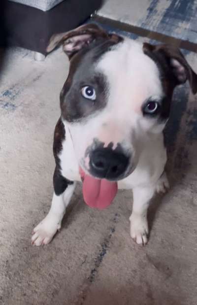 Dogorama Photo Challenge - Hundeblick zum hinschmelzen-Beitrag-Bild