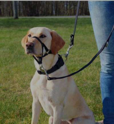 Wer hat mit diesen "Maulkorb" Erfahrung?-Beitrag-Bild