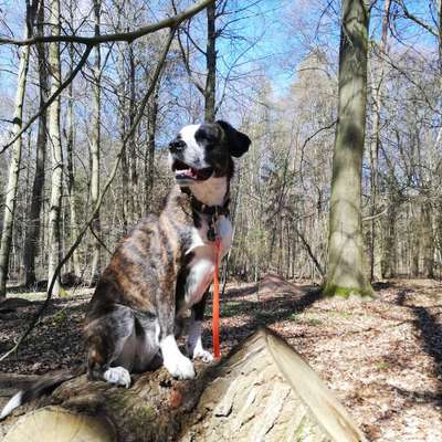 Dogorama Photo Challenge - Märchenwald-Beitrag-Bild