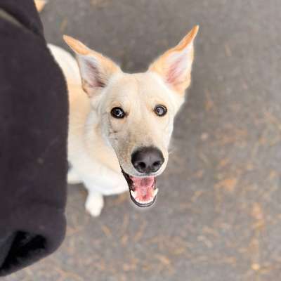 Hundetreffen-Gassi-, Spiel- und Trainingspartner gesucht!-Bild