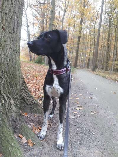 Mischlinge raten - Rätselspaß-Beitrag-Bild