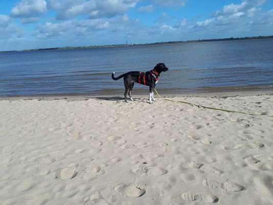 Windhunde - Treffen der besonderen Schönheiten
HERZLICH WILLKOMMEN-Beitrag-Bild