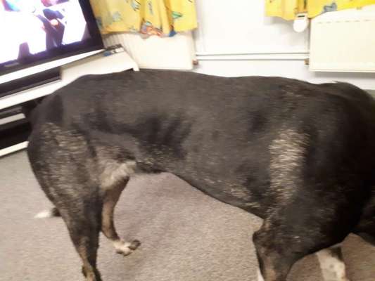 Windhunde - Treffen der besonderen Schönheiten
HERZLICH WILLKOMMEN-Beitrag-Bild