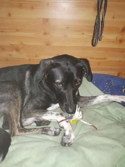 TierschutzhundeStammtisch🐕-Beitrag-Bild