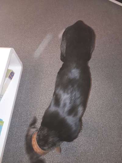 Windhunde - Treffen der besonderen Schönheiten
HERZLICH WILLKOMMEN-Beitrag-Bild