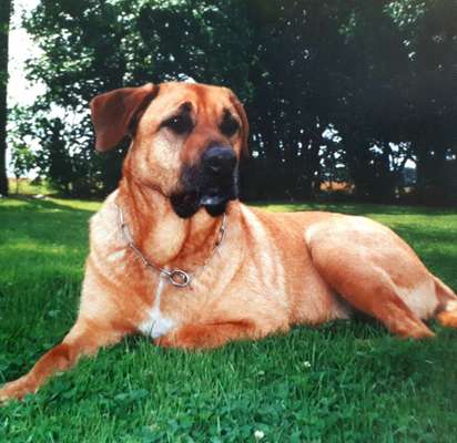 TierschutzhundeStammtisch🐕-Beitrag-Bild