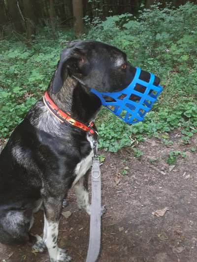 TierschutzhundeStammtisch🐕-Beitrag-Bild